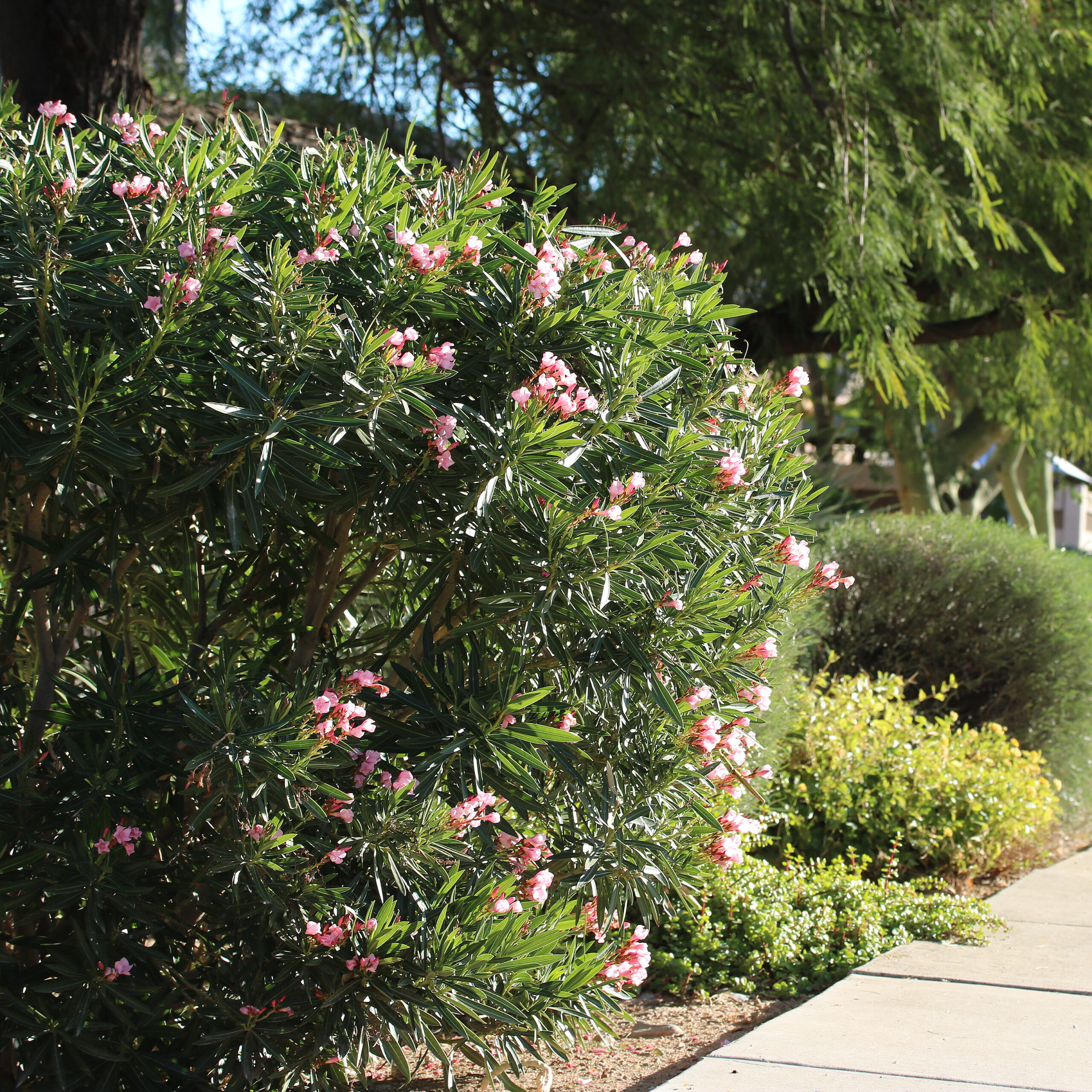 This image shows a plant with flowers in Eastmark in Mesa